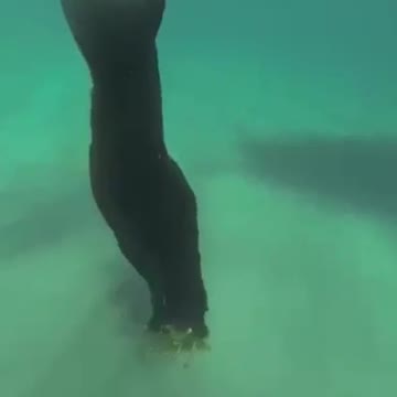 Lobster Dog Training