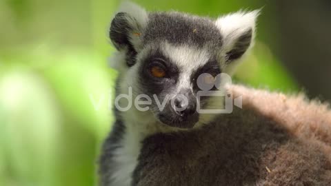 Close Up Portrait Of A Ring-tailed Lemur in Madagascar