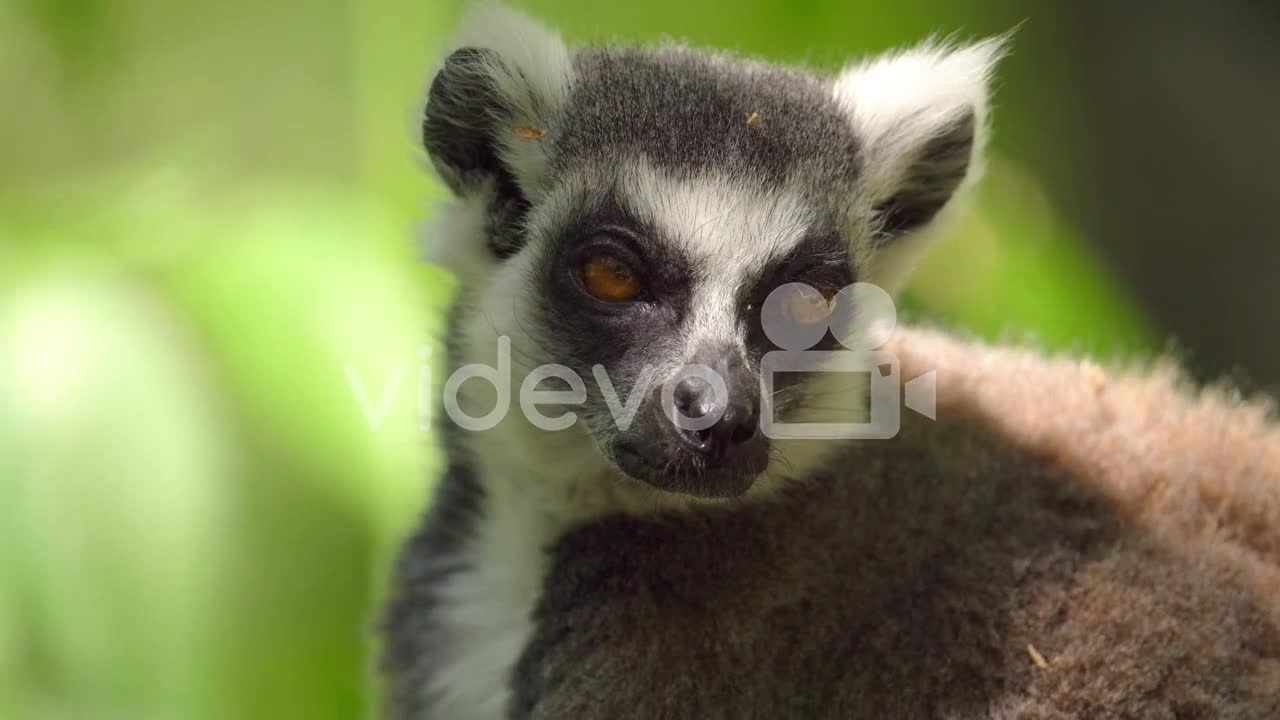 Close Up Portrait Of A Ring-tailed Lemur in Madagascar