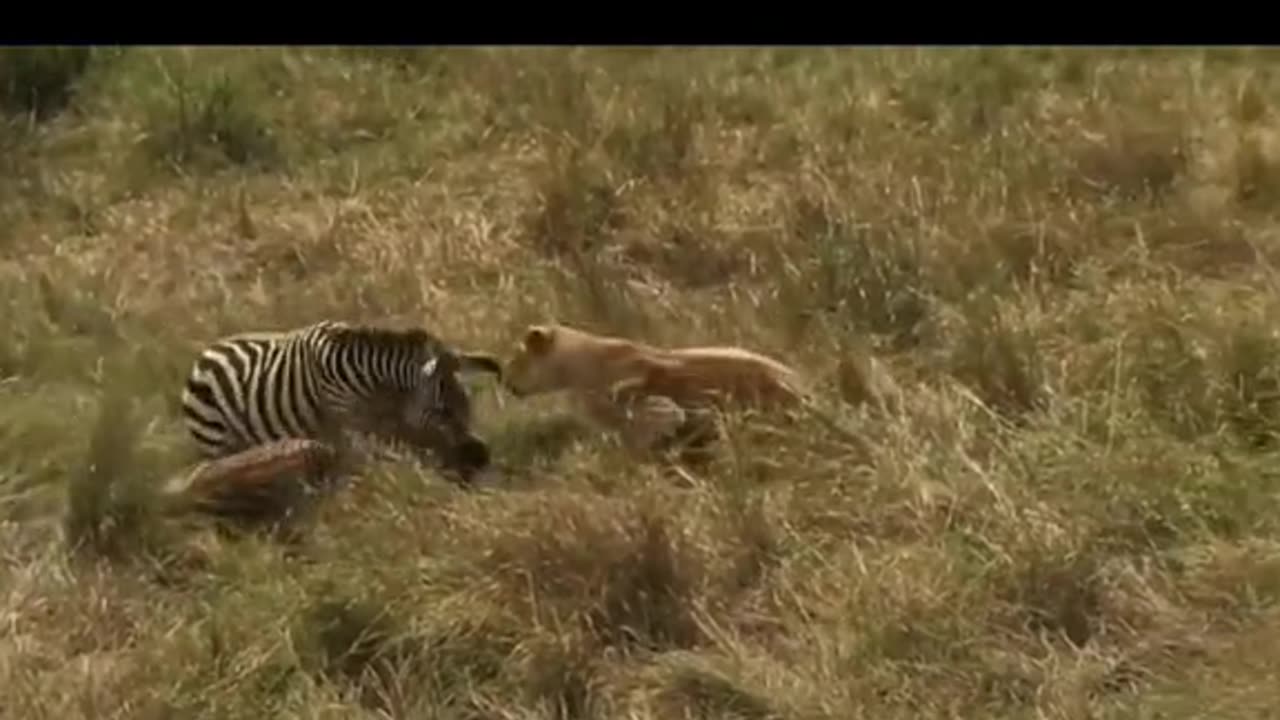 Tiger 🐅 amazing videos 😍 and beautiful place