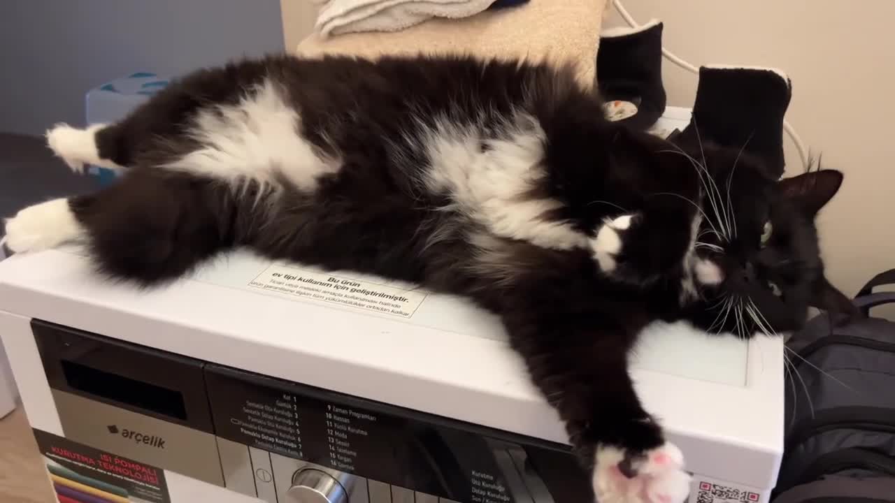 Look at my fluffy belly