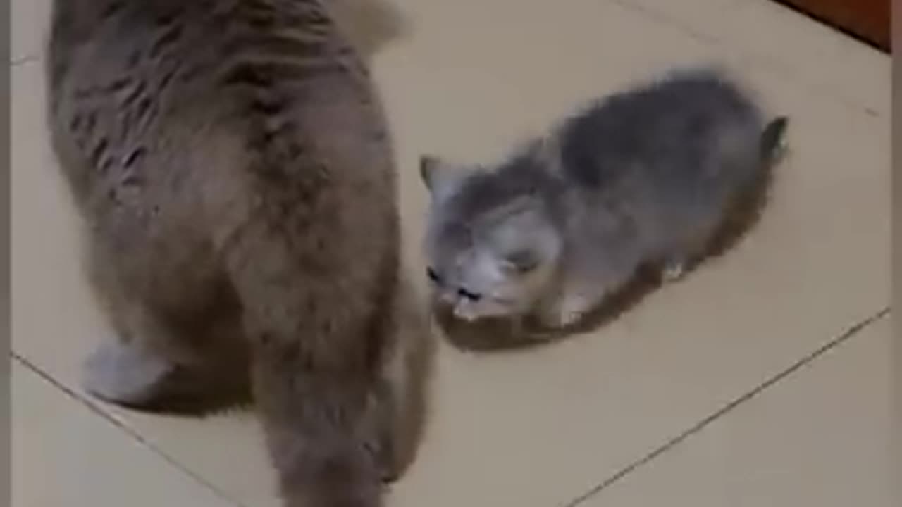 Cute cats fight