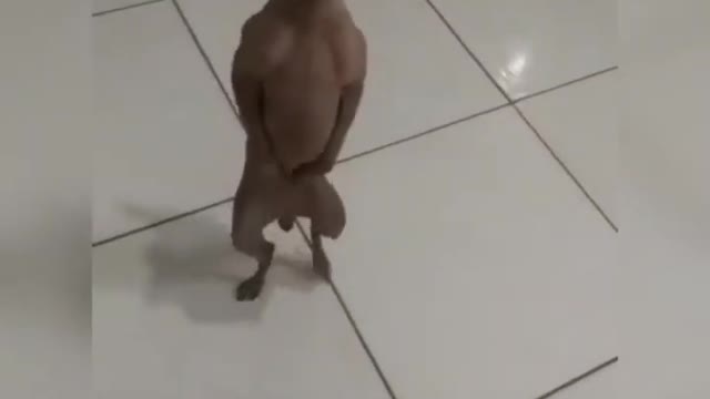 funny videos - dog dancing