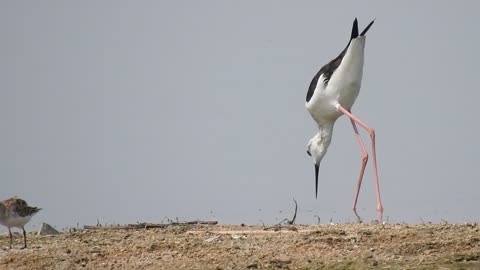 Who knows the name of this beautiful bird?