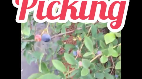 Blueberry picking in Ouzumi tokyo