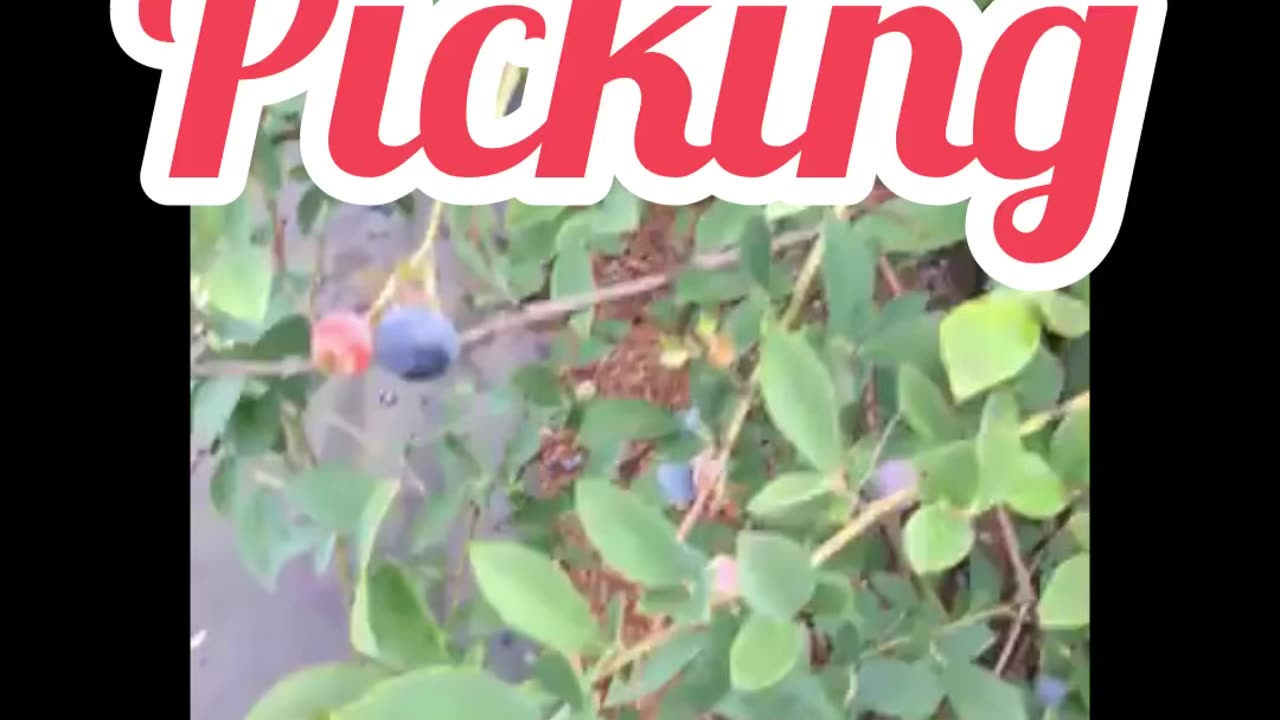 Blueberry picking in Ouzumi tokyo