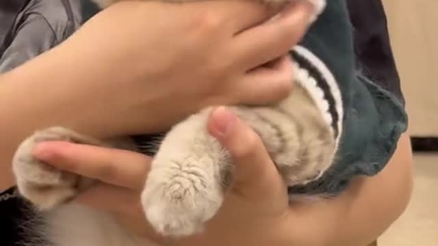 The first time I was bitten by a cat