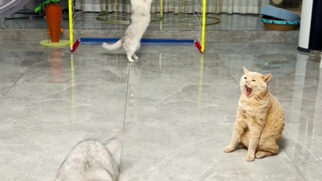 Funny cats video