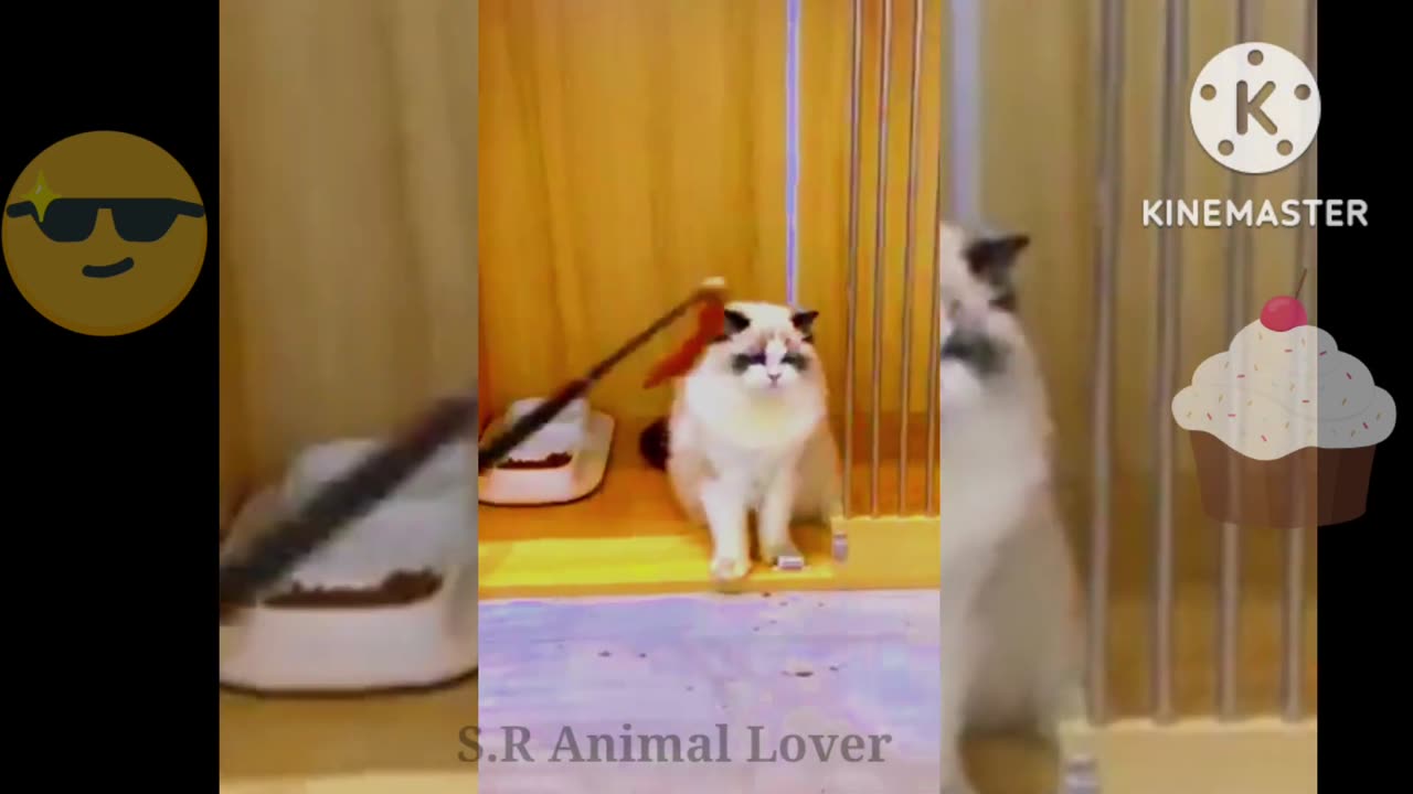Funny cats | Smile Please 🙂