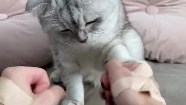 How to Trim Cat Claws💅