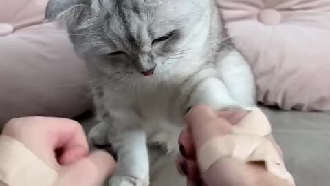 How to Trim Cat Claws💅