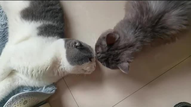 funnycatsoftiktok