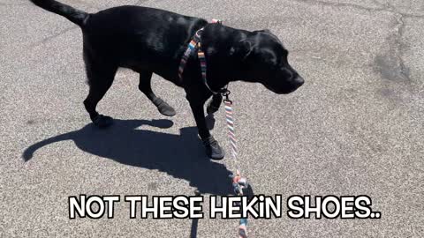 LABRADOR GOES ON A HIKE!