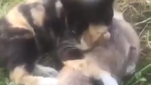 the cat is friends with the mouse