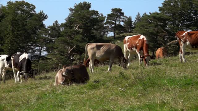 Mountain Cows - Relaxing Animals & Nature