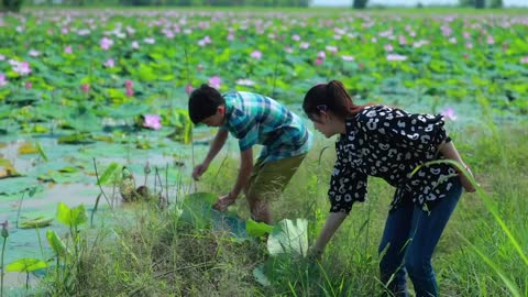 Harvest Lotus root and pick fruit for cooking