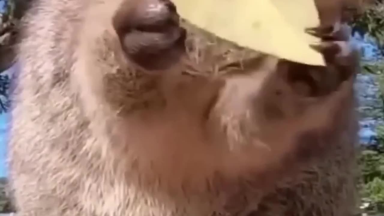 Best Funny Animal Videos of the year (2023)