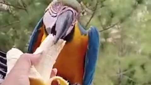 🦜🦜🦜 Feeding a Parrots 🦜🦜🦜