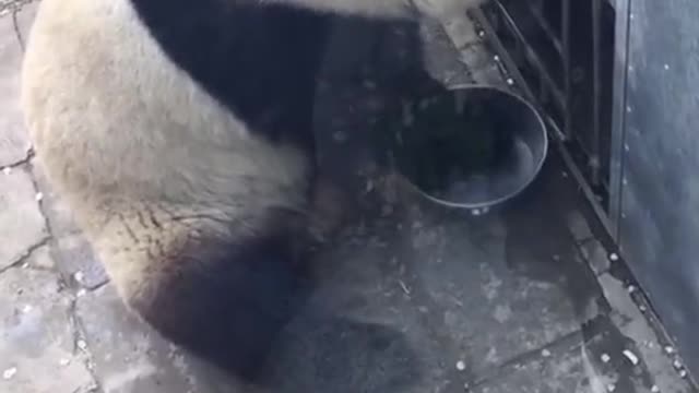 Baby raccoons from Beijing Zoo