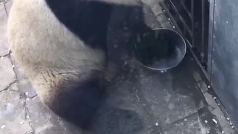 Baby raccoons from Beijing Zoo