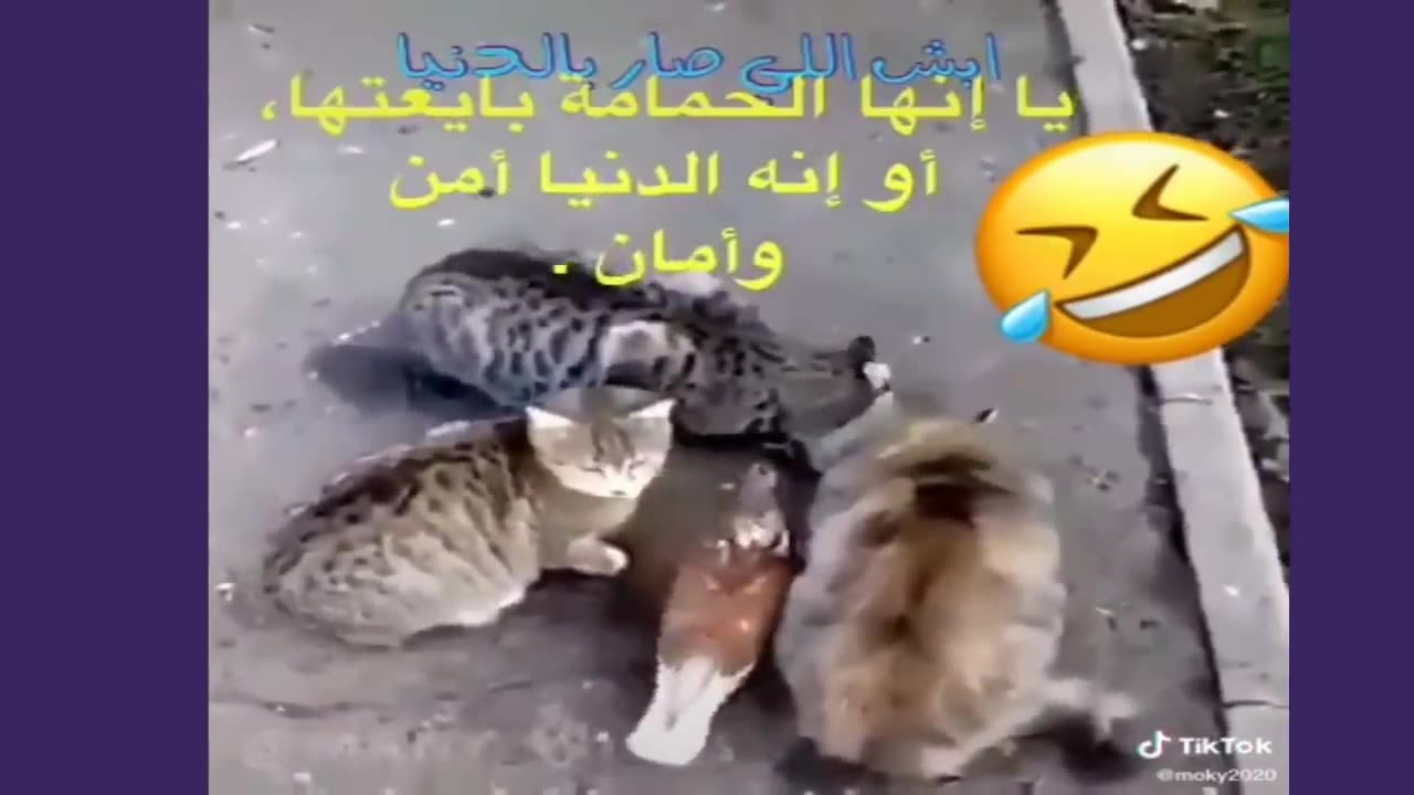 موت ضحك 🤣🤣 حمار قبيح ويركل صاحبه لقطات مضحكة ضحك حتا الموت حيوانات مضحكة