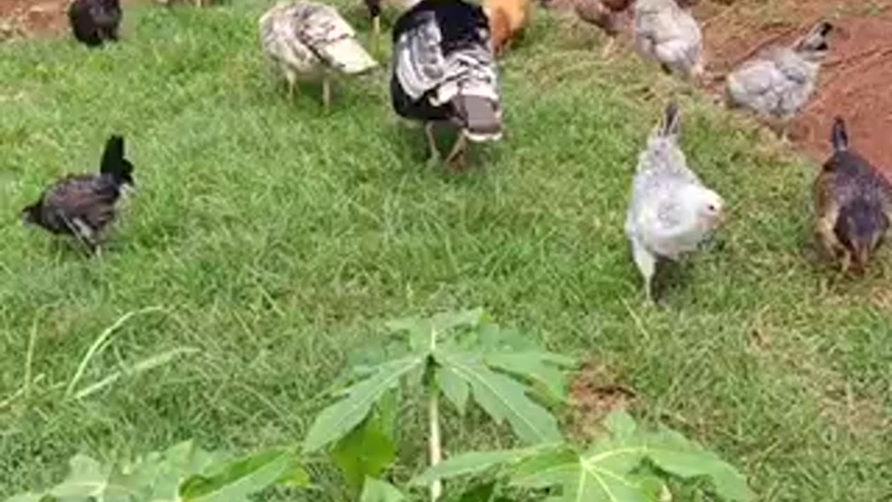 Beautiful chicken 🐓 trending video