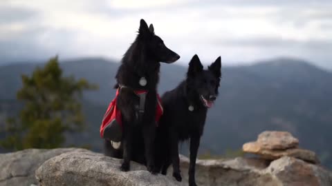 Two people, two dogs, and two weeks camping across the state of Colorado