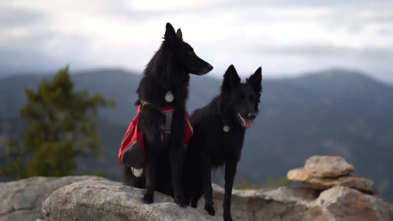 Two people, two dogs, and two weeks camping across the state of Colorado