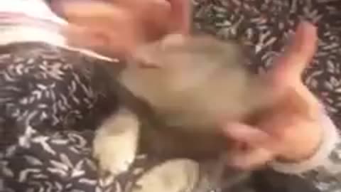 Try not to laugh