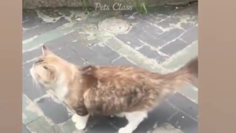 Funny Animals