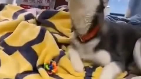super smart funny dog