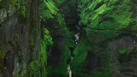 Lush Green Nature