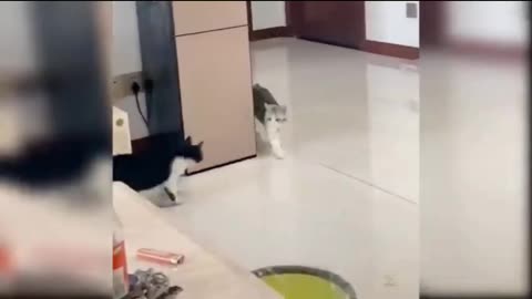 Cat suprise