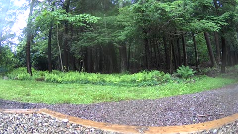 Cannn_____u________spot_______the______trees and trees