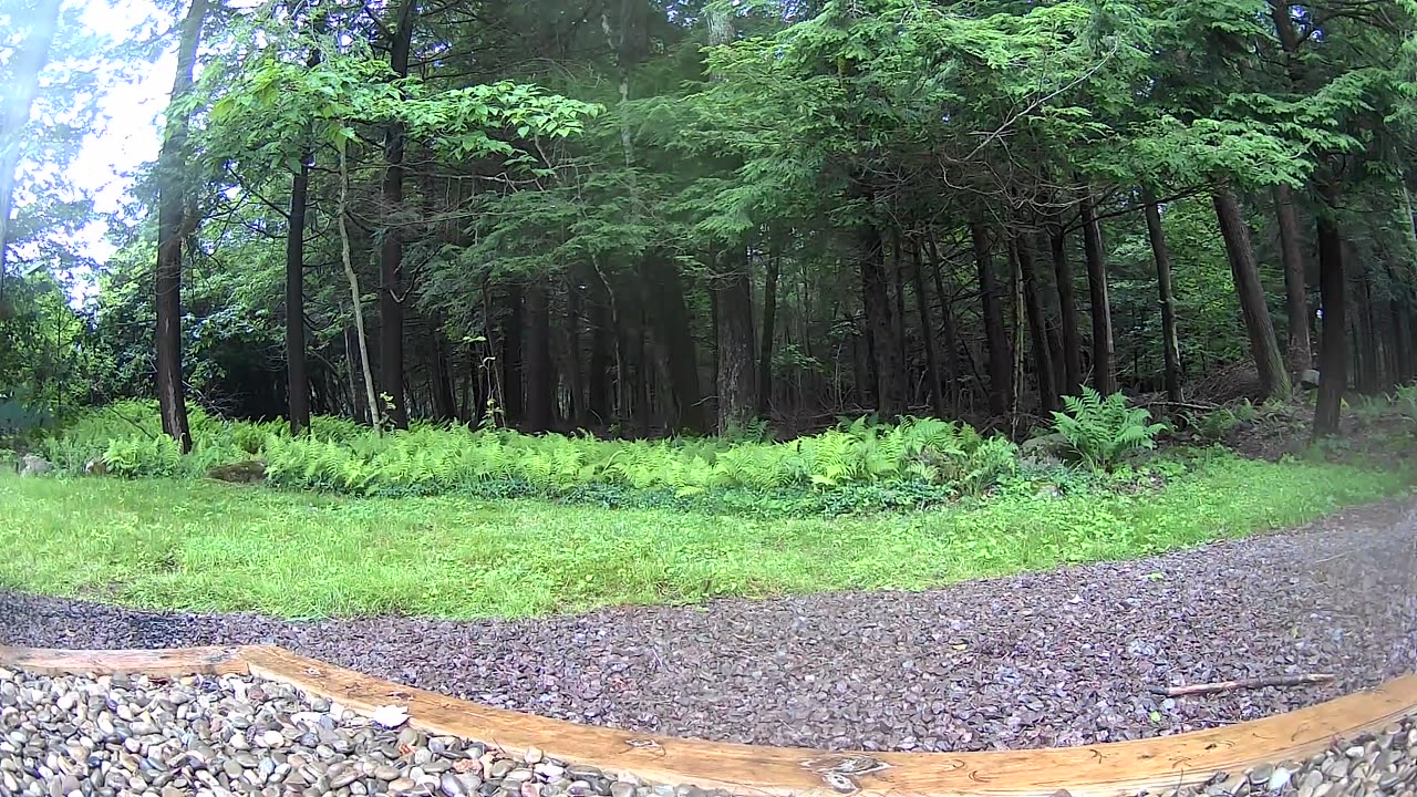 Cannn_____u________spot_______the______trees and trees