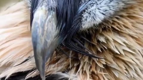 Top 10 Most Dangerous Birds In The World