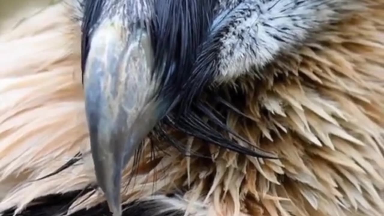 Top 10 Most Dangerous Birds In The World