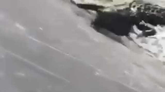 Dog is eaten by crocodile. (terrifying)