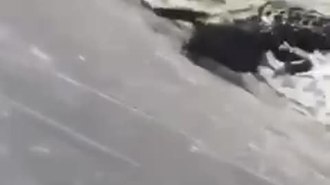 Dog is eaten by crocodile. (terrifying)