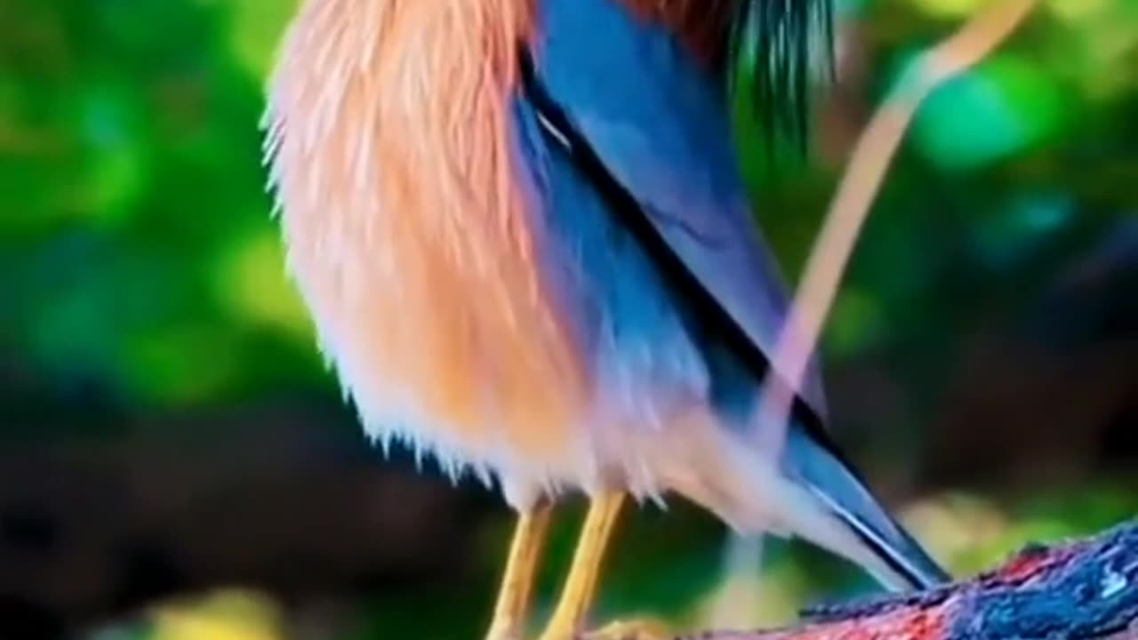 Birds video|animals short|animation video