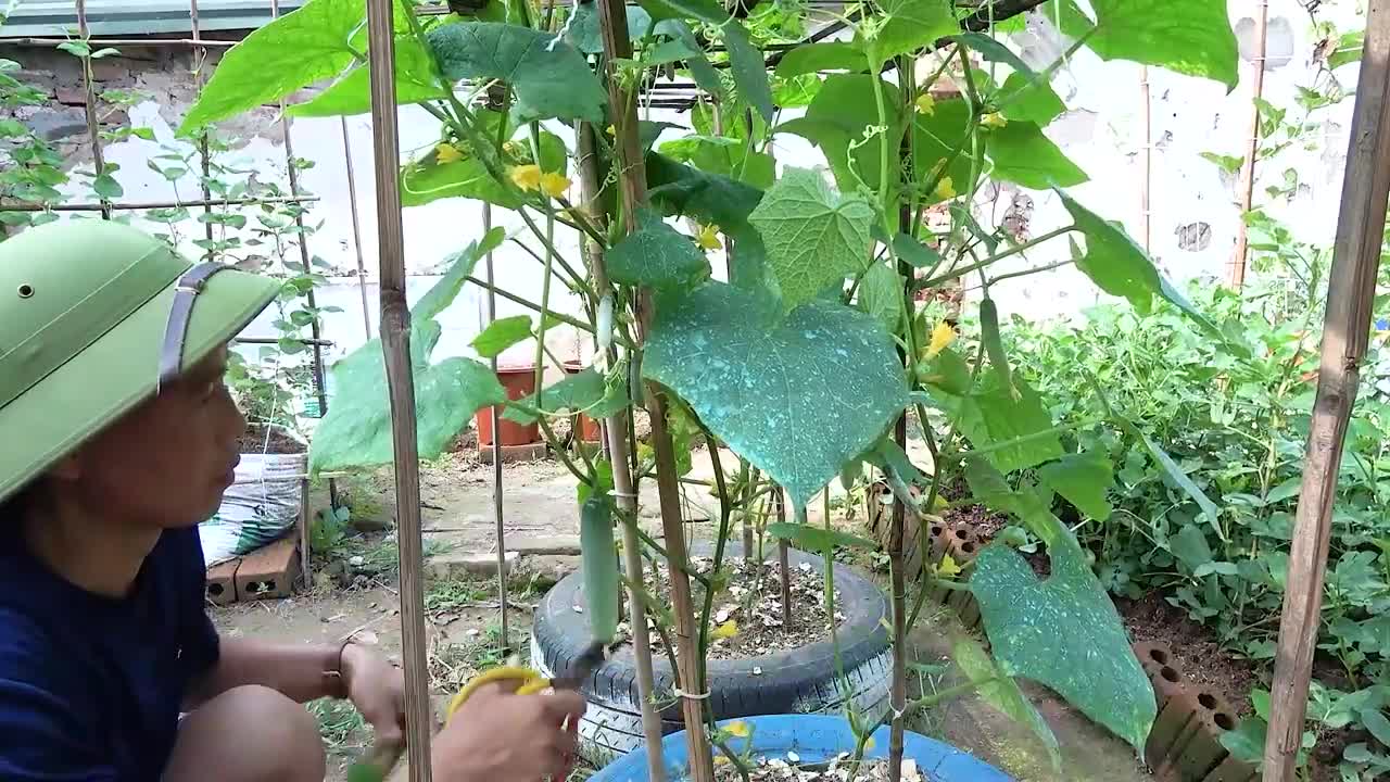 growing cucumber for beginner with many fruits