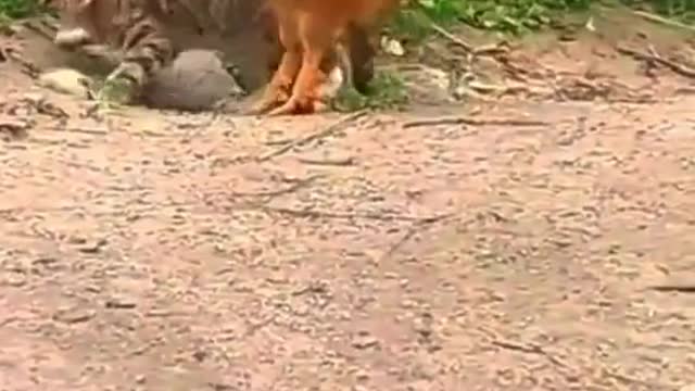 Cat finding out why us country boys don’t mess with a rooster lil