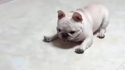 Relax with animals ever