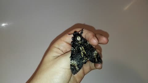 Death's-Head Hawkmoth Screaming