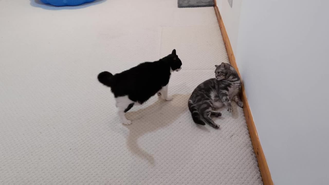 Cat Bullies Other Cat, Other Cat Retaliates