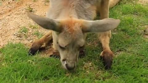 Have you ever seen a baby kangaroo eat so close? The kangaroo