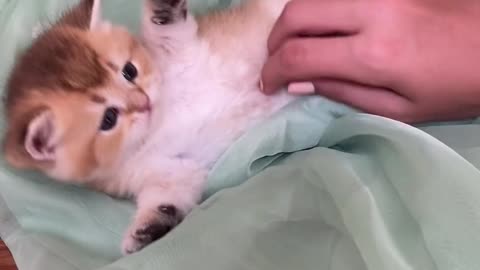 Playing with The Kitty