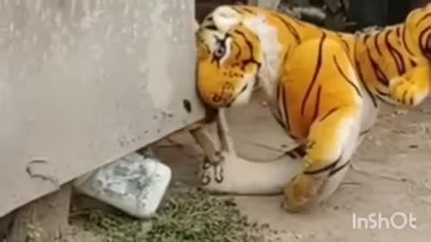 Funny animals