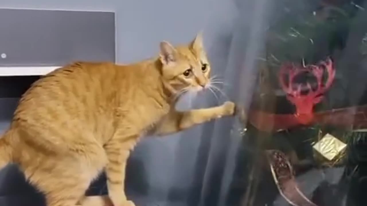 Funny cat on Christmas day