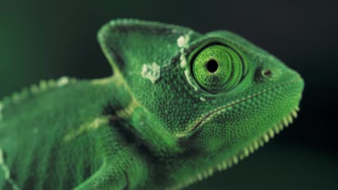 Closeup video of a green chameleon